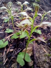 Acianthus sinclairii