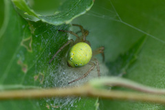 Araniella cucurbitina