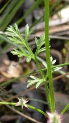Daucus glochidiatus
