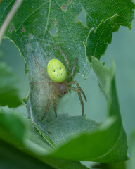 Araniella cucurbitina