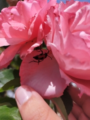 Stictoleptura cordigera