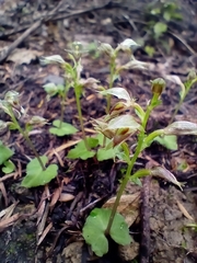 Acianthus sinclairii