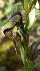 Pterostylis excelsa