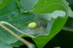 Araniella cucurbitina