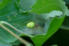 Araniella cucurbitina