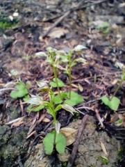 Acianthus sinclairii