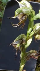 Pterostylis excelsa