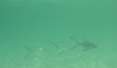 Trachinotus