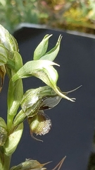 Pterostylis excelsa