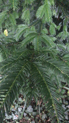 Taxus baccata