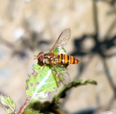 Episyrphus