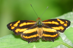 Symbrenthia lilaea
