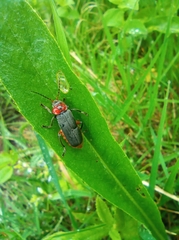 Cantharis rustica
