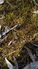 Triquetrella papillata