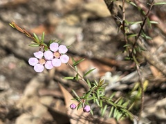 Euryomyrtus ramosissima