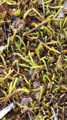 Triquetrella papillata