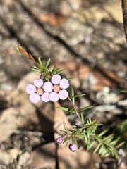 Euryomyrtus ramosissima