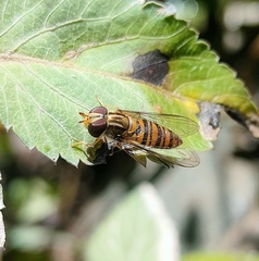 Episyrphus