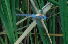 Rhionaeschna multicolor