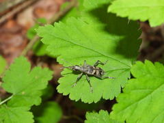 Rhagium mordax