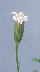 Vittadinia gracilis