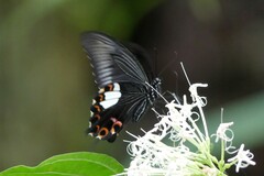 Papilio helenus