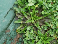 Plantago triandra
