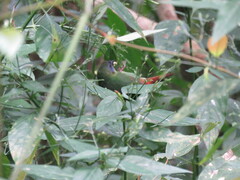 Erythrura trichroa