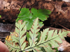 Doryopteris concolor