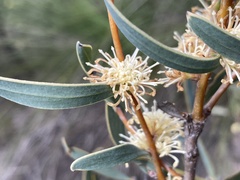 Hakea stenocarpa