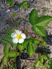 Fragaria