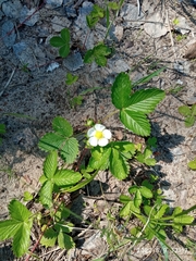 Fragaria