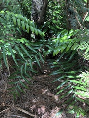 Asplenium oblongifolium