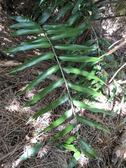 Asplenium oblongifolium