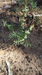 Carrichtera annua