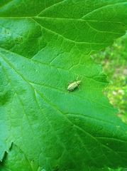 Phyllobius argentatus