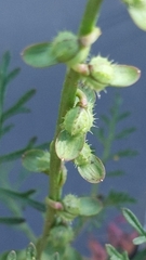 Carrichtera annua