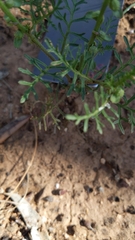 Carrichtera annua
