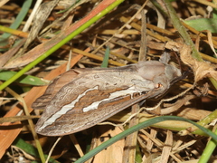 Abantiades labyrinthicus