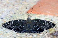 Dichorragia nesimachus