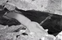 Petaurus norfolcensis