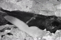 Petaurus norfolcensis