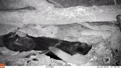 Petaurus norfolcensis