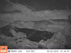 Petaurus norfolcensis