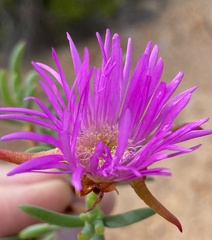 Lampranthus stayneri