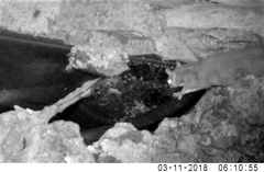 Petaurus norfolcensis