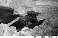 Petaurus norfolcensis