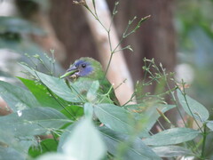 Erythrura trichroa