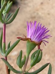 Lampranthus stayneri