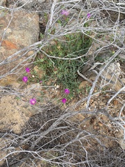 Lampranthus stayneri